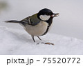 シジュウカラ シジュウカラ 75520772
