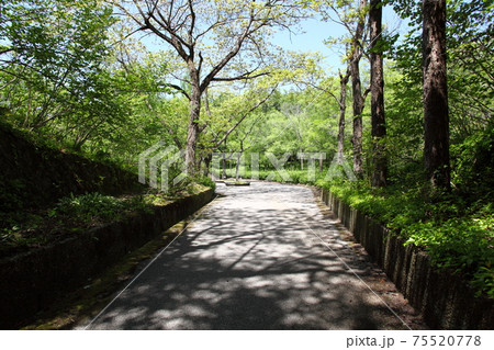 公園の道路と新緑の森 公園の道路と新緑の森 75520778