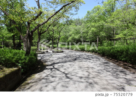 公園の道路と新緑の森 75520779