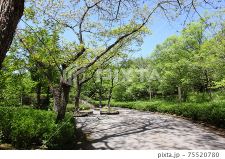 公園の道路と新緑の森 公園の道路と新緑の森 75520780