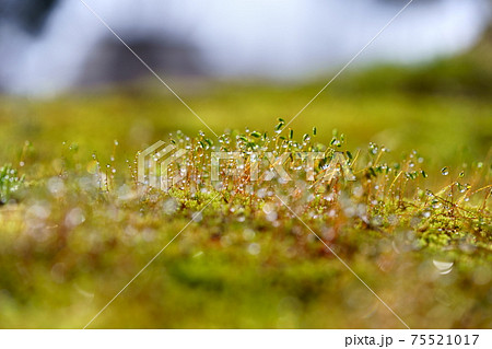 朝露の水滴・苔の胞子 75521017