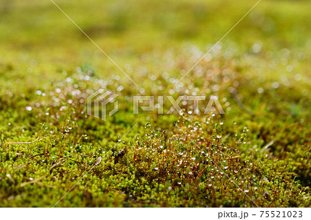 朝露の水滴・苔の胞子 75521023