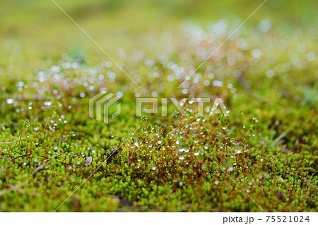 朝露の水滴・苔の胞子 75521024