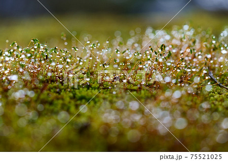 朝露の水滴・苔の胞子 75521025