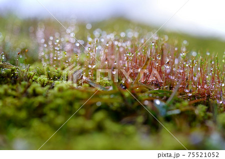 朝露の水滴・苔の胞子 75521052