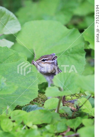 シマリス 75521594