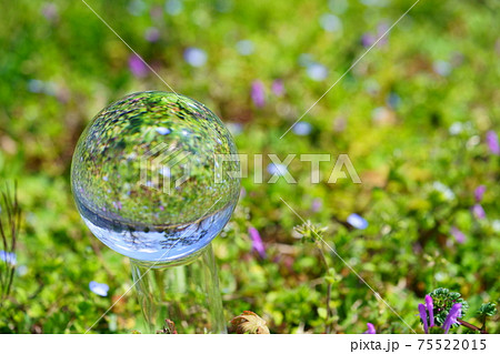 春の野花とレンズボール1 春の野花とレンズボール1 75522015