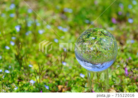 春の野花とレンズボール2 75522016