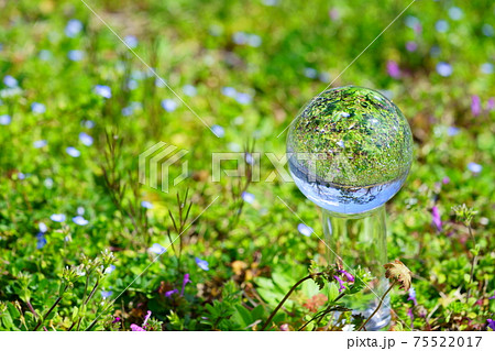 春の野花とレンズボール3 75522017