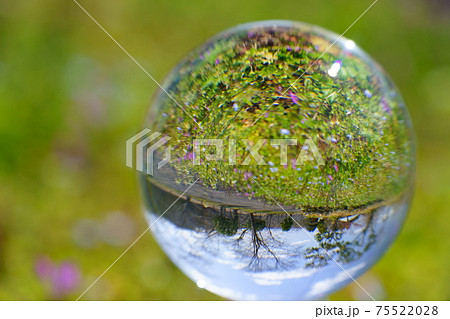 春の野花とレンズボール11 75522028