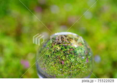 春の野花とレンズボール12 春の野花とレンズボール12 75522029