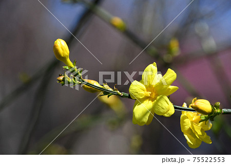 オウバイモドキ（黄梅擬） 75522553