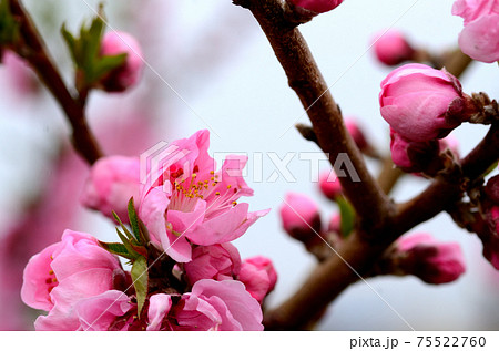 桃の花　三月 75522760