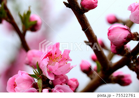 桃の花 三月 桃の花 三月 75522761