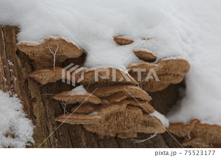 Close-up of a rotten stump with tree mushrooms covered by snow on a horizontal trunk during a winter in Czech republic Close-up of a rotten stump with tree mushrooms covered by snow on a horizontal trunk during a winter in Czech republic 75523177