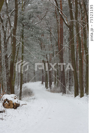 Morning winter forest landscape with a path road and freshly fallen snow Morning winter forest landscape with a path road and freshly fallen snow 75523195