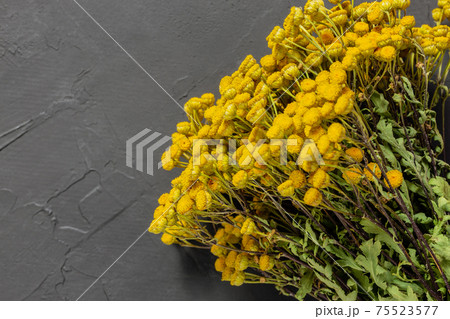 Dry tansy tanacetum vulgare, alternative herbal medicine, natural anti-inflammatory antimicrobial plant for therapy on gray concrete background with copy space Dry tansy tanacetum vulgare, alternative herbal medicine, natural anti-inflammatory antimicrobial plant for therapy on gray concrete background with copy space 75523577