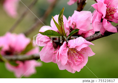 桃の花　三月 75523617