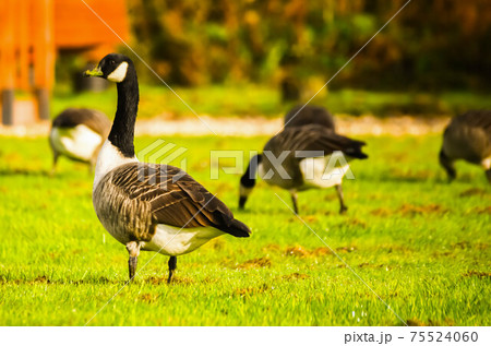 Wild geese on the meadow nibbling the grass, green juicy grass 75524060