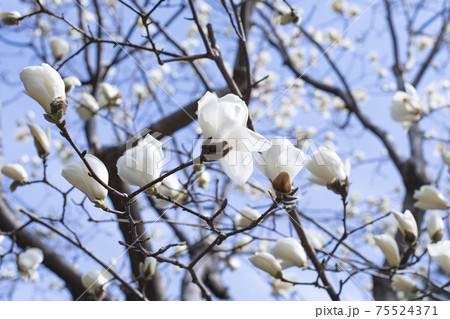 マグノリア 花 霜の写真素材
