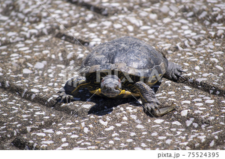 甲羅干し中のアカミミガメ 75524395
