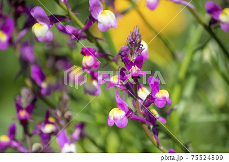 鮮やかなピンクのヒメキンギョソウの写真素材