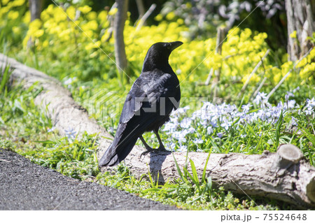 カラスと黄色いオオキバナカタバミの花 カラスと黄色いオオキバナカタバミの花 75524648