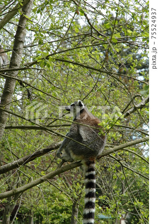 Ring tailed lemur Ring tailed lemur 75524937