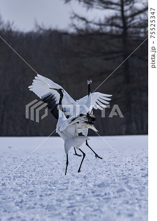 タンチョウ（鶴居村） 75525347