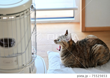 猫のいる生活 特等席1 猫のいる生活 特等席1 75525653