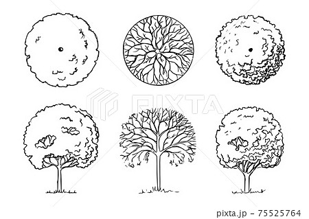 Sketch of deciduous trees set three plants 75525764