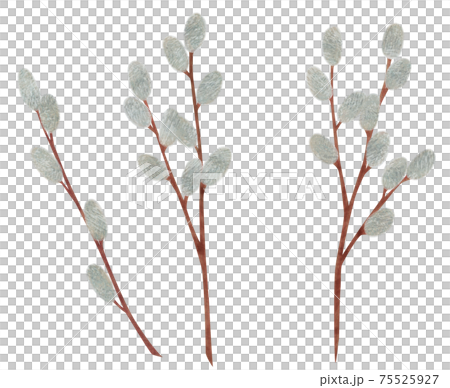 手繪植物褪色柳插畫貓柳 手繪植物褪色柳插畫貓柳 75525927