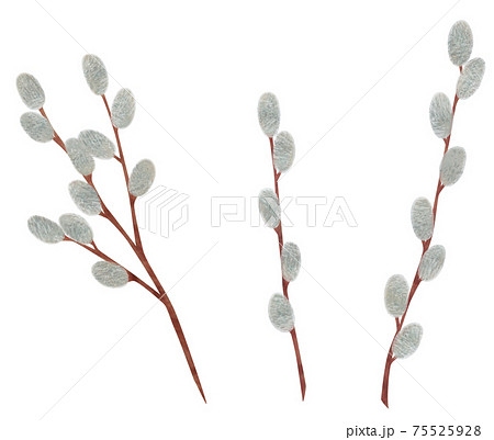 手描き 植物 ネコヤナギのイラスト 猫柳 手描き 植物 ネコヤナギのイラスト 猫柳 75525928
