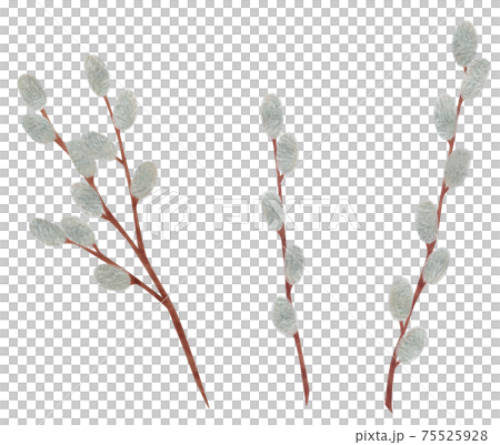 手描き 植物 ネコヤナギのイラスト 猫柳 手描き 植物 ネコヤナギのイラスト 猫柳 75525928