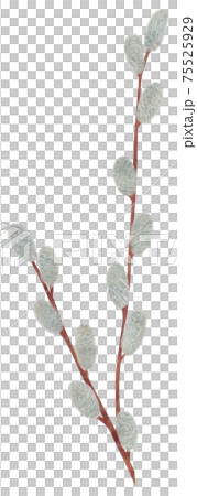 手繪植物褪色柳插畫貓柳 75525929