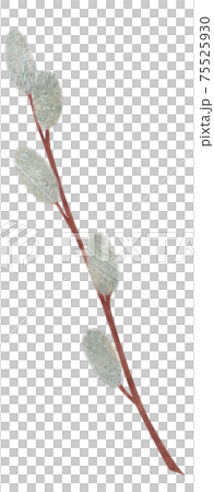 手繪植物褪色柳插畫貓柳 手繪植物褪色柳插畫貓柳 75525930