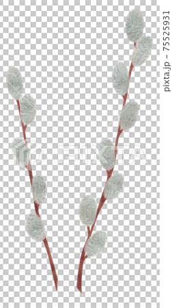 Hand-painted plant pussy willow illustration cat willow Hand-painted plant pussy willow illustration cat willow 75525931