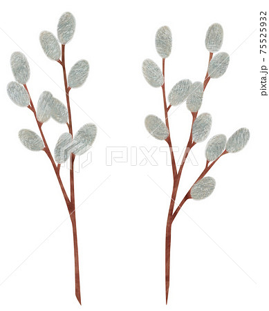 手描き 植物 ネコヤナギのイラスト 猫柳 手描き 植物 ネコヤナギのイラスト 猫柳 75525932