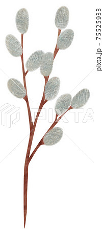 手描き 植物 ネコヤナギのイラスト 猫柳 手描き 植物 ネコヤナギのイラスト 猫柳 75525933
