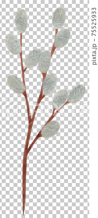 手描き 植物 ネコヤナギのイラスト 猫柳 手描き 植物 ネコヤナギのイラスト 猫柳 75525933