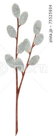 手描き 植物 ネコヤナギのイラスト 猫柳 手描き 植物 ネコヤナギのイラスト 猫柳 75525934