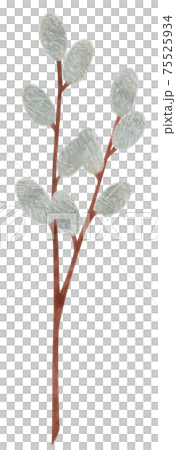 Hand-painted plant pussy willow illustration cat willow 75525934