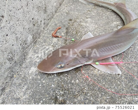 サメが釣れてびっくりしたの写真素材