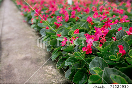 Beautiful plants for sale and planting, industrial cultivation, natural indoor decorative flowers in greenhouse 75526959
