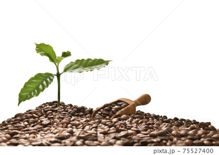 Coffee tree and scooper on a pile of coffee beans isolated on white background 75527400