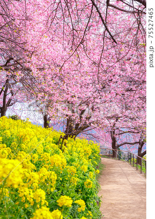 満開に咲く桜と菜の花 満開に咲く桜と菜の花 75527465