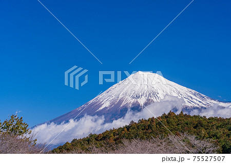 （静岡県）岩本山から望む、降雪した富士山 75527507