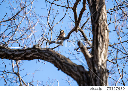 落葉した木枝に留まりながら毛繕いする冬のツグミ 75527980