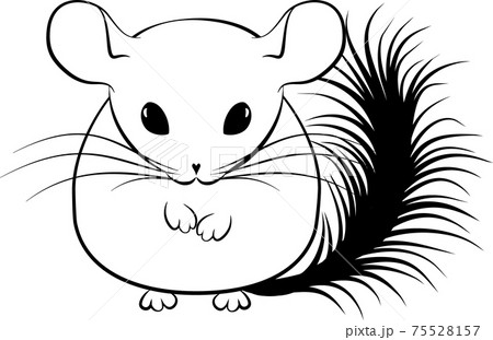 Monochrome illustration of cartoon stylized line art chinchilla isolated on white Monochrome illustration of cartoon stylized line art chinchilla isolated on white 75528157