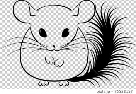 Monochrome illustration of cartoon stylized line art chinchilla isolated on white Monochrome illustration of cartoon stylized line art chinchilla isolated on white 75528157